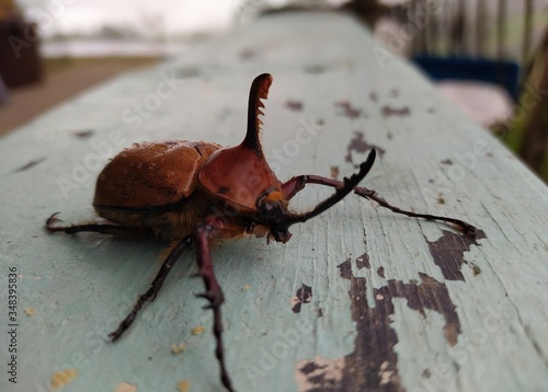 Golofa porteri beetle in Colombia  photo