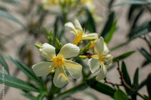 yellow flowers in spring