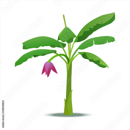 Vector illustrator, Banana Tree and blossom isolated on white background.