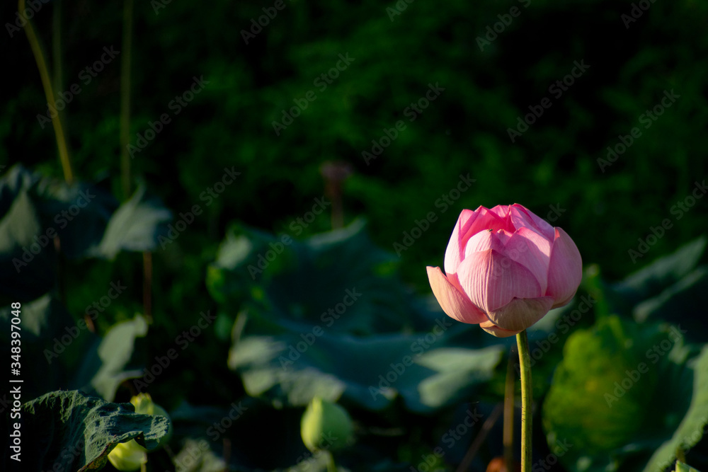 Obraz premium Pink lotus flower in the pond in beautiful bloom (Nelumbo nucifera)