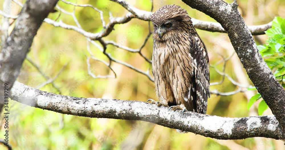 huge brown fish owl moves and observes the surrounding from its perch huge brown fish owl moves and observes the surrounding from its perch