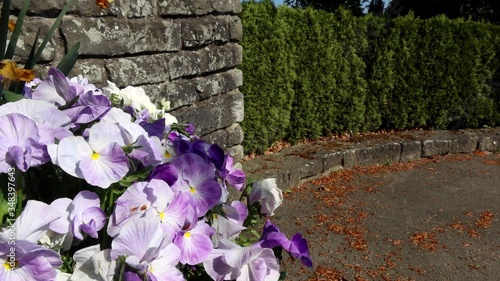 URDORF, SWITZERLAND - APRIL 27, 2020: Flower decoration in front of the cemetery wall in Urdorf- lifting shot