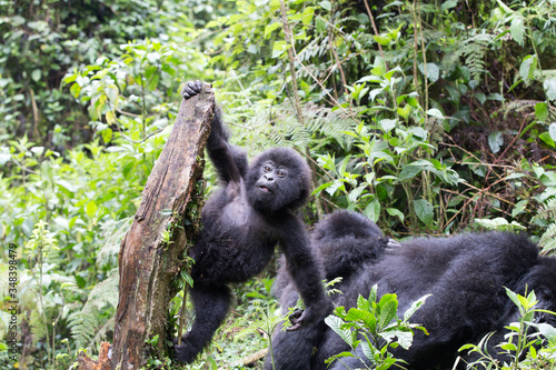 Baby Mountain Gorilla (Gorilla beringei beringei) hanging off a tree branch and being playful in the jungle of Rwanda.