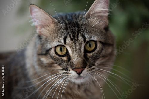 Fototapeta Naklejka Na Ścianę i Meble -  close up portrait of a cat