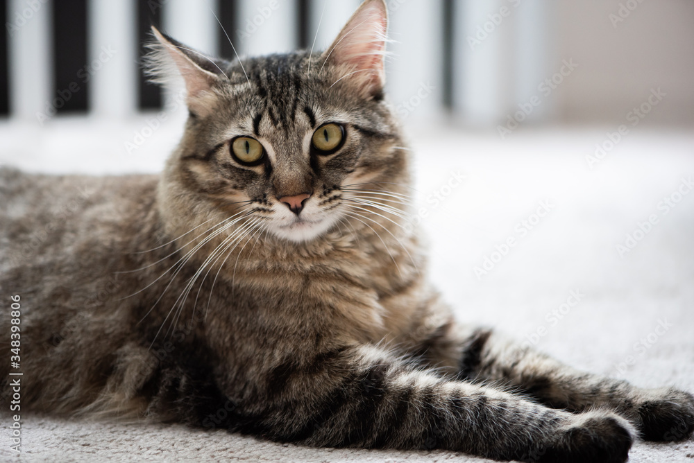 portrait of a cat laying on the floor