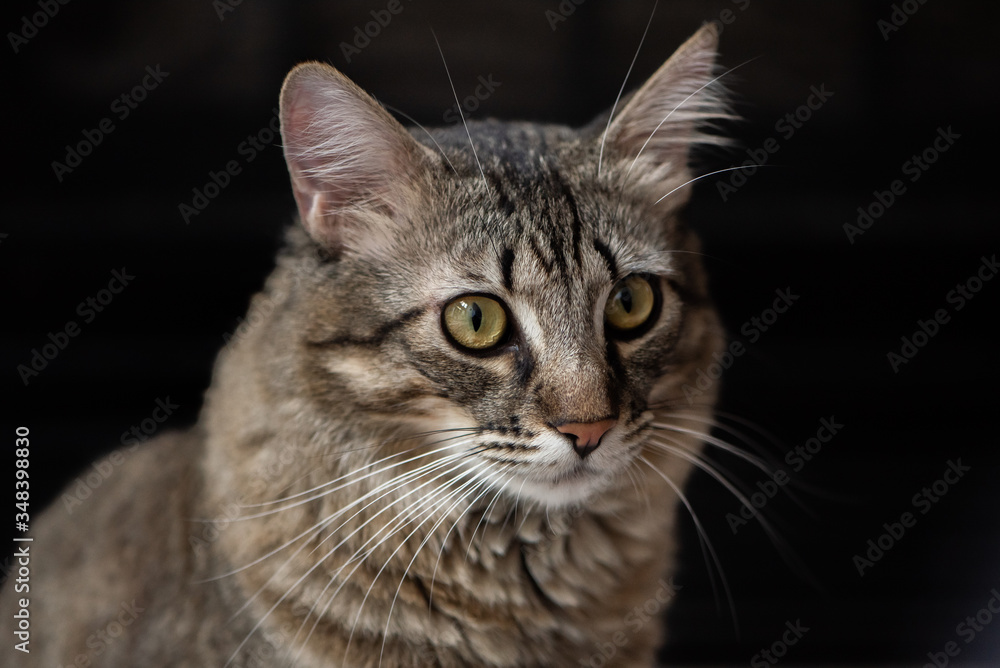 close up portrait of a cat on a black background