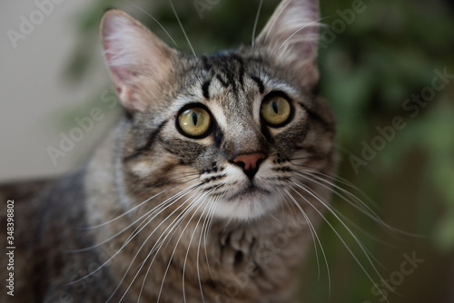 close up portrait of a cat © Kristina