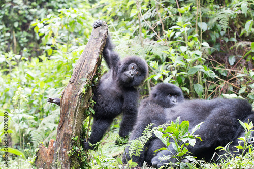 Baby Mountain Gorilla (Gorilla beringei beringei) hanging off a tree branch and being playful in the jungle of Rwanda. © Grantat