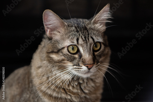 close up portrait of a cat on a black background