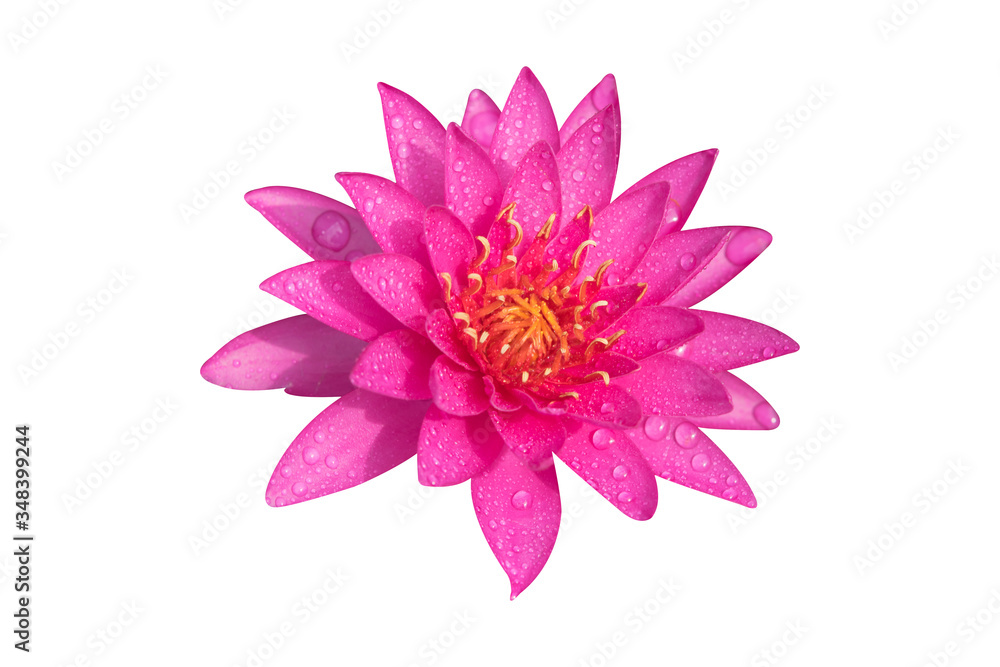 Vibrant pink lotus flower with water drop isolated on a white background isolated with clipping path. Close-up of a single flower in the nature for design. Vibrant pink lotus flower with water drop isolated on a white background isolated with clipping path. Close-up of a single flower in the nature for design.