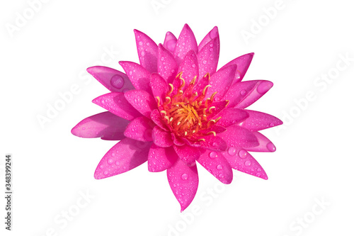 Vibrant pink lotus flower with water drop isolated on a white background isolated with clipping path. Close-up of a single flower in the nature for design.