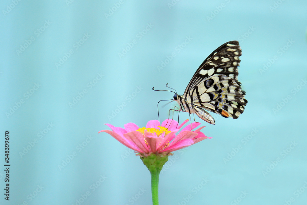The most beautiful Borneo Island butterfly on  flower, best selling macro photo of  butterfly 