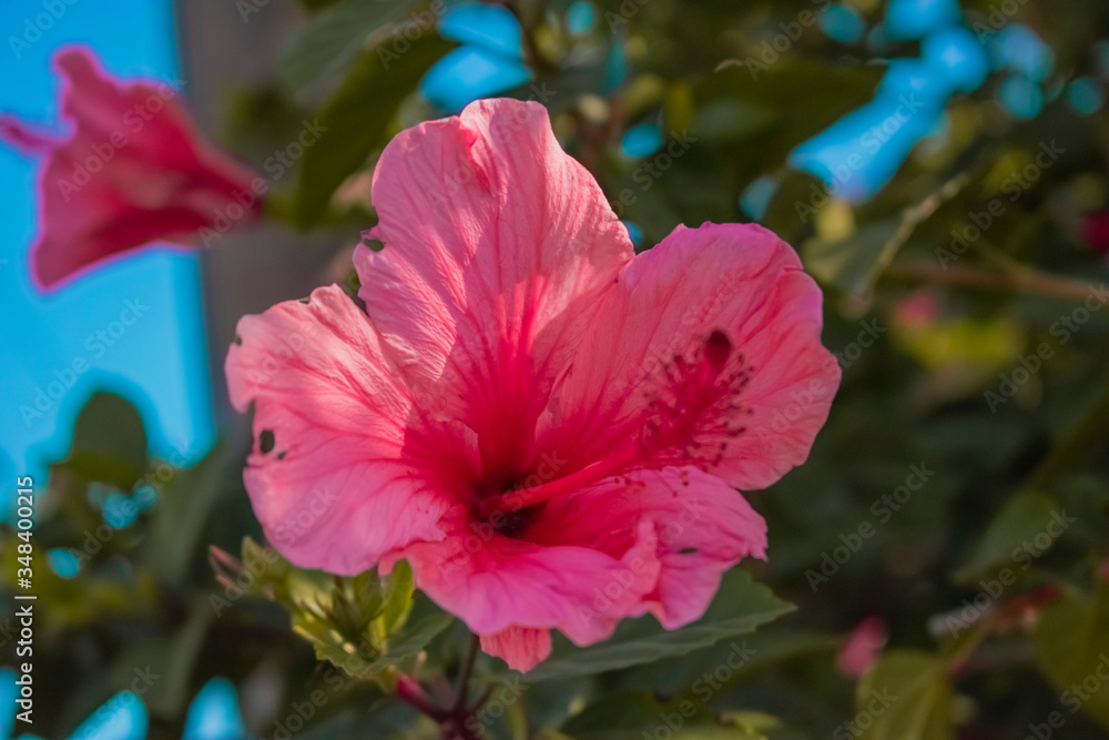 red flower 