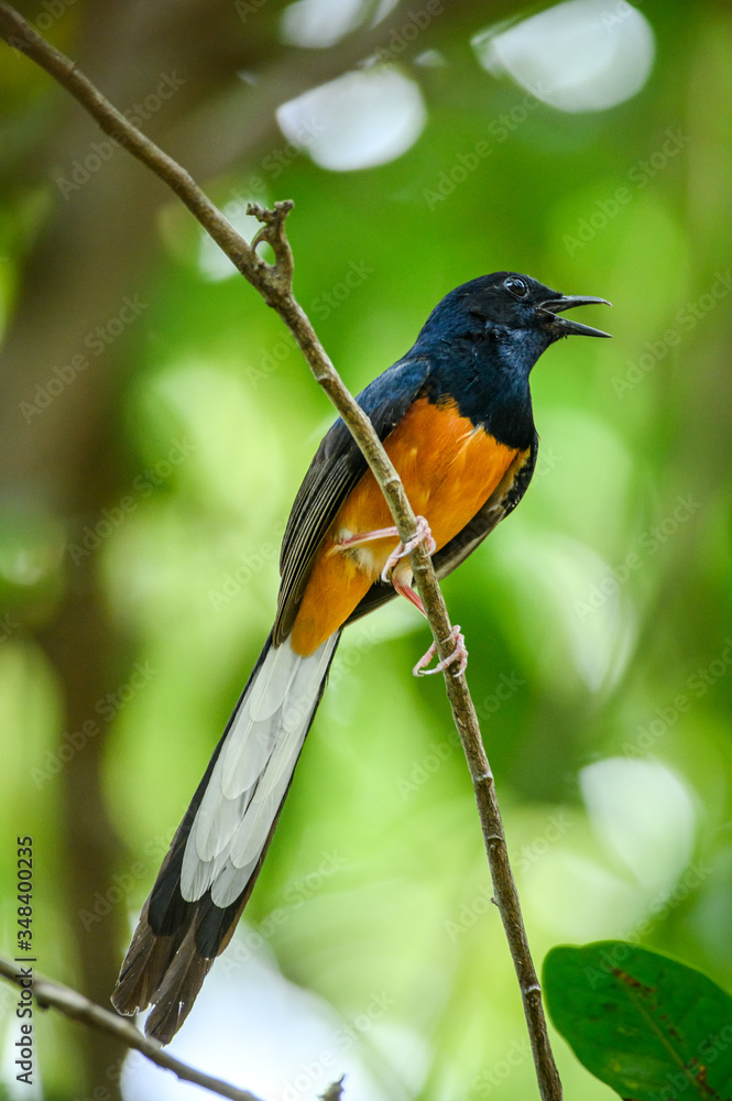 White-rumped Shama, Copsychus malabaricus White-rumped Shama, Copsychus malabaricus