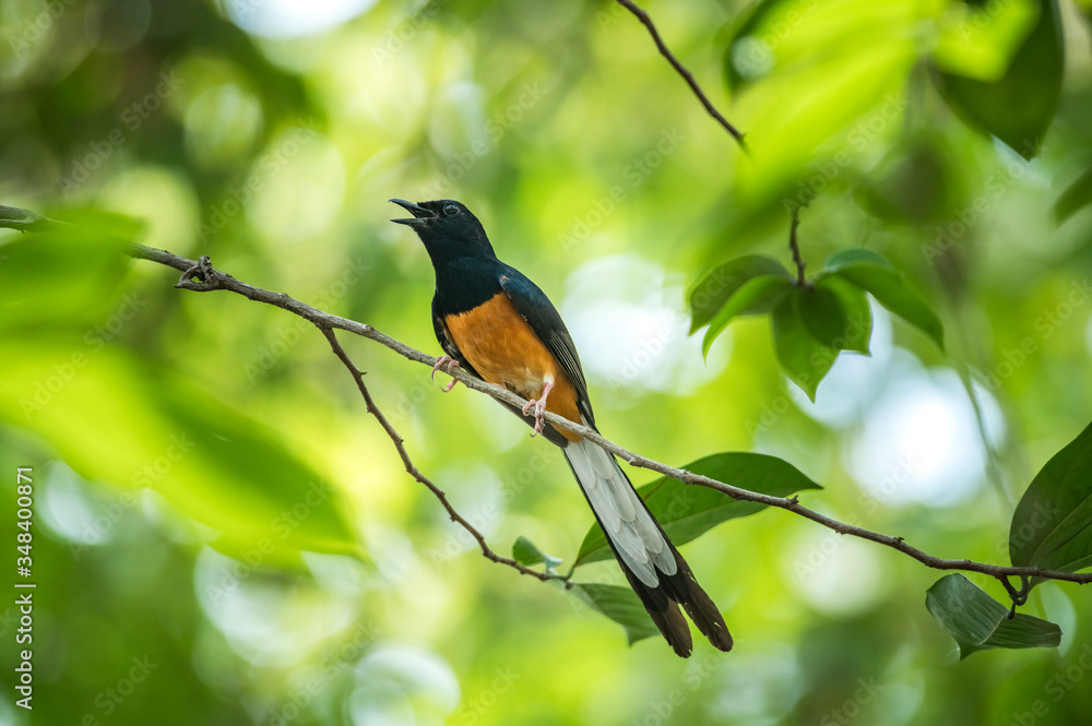 White-rumped Shama, Copsychus malabaricus White-rumped Shama, Copsychus malabaricus