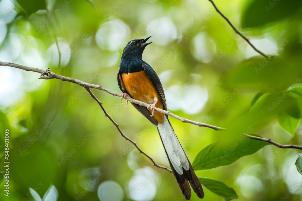 White-rumped Shama, Copsychus malabaricus White-rumped Shama, Copsychus malabaricus