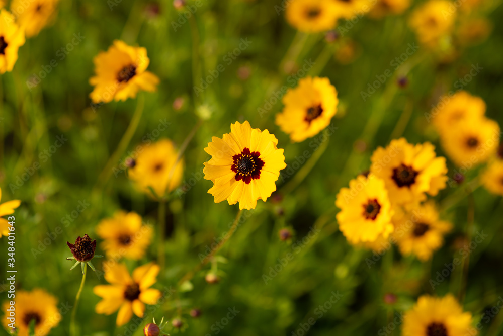 Black-eyed Susan Flowers, Rudbeckia hirta, in beautiful garden. Selective focus with narrow depth of field for background. wild small field flower. Black-eyed Susan Flowers, Rudbeckia hirta, in beautiful garden. Selective focus with narrow depth of field for background. wild small field flower.