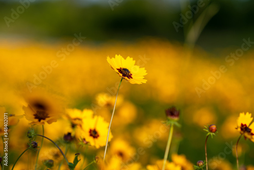 Black-eyed Susan Flowers, Rudbeckia hirta, in beautiful garden. Selective focus with narrow depth of field for background. wild small field flower. 