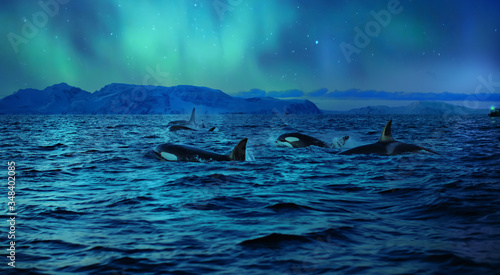 Fotografie Orcas killerwhales in dark night sea under polar light on background in northen