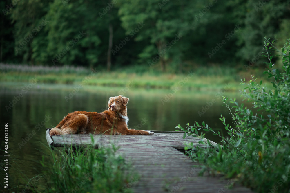 The dog lies on a wooden bridge on the lake. Pet by the water in nature