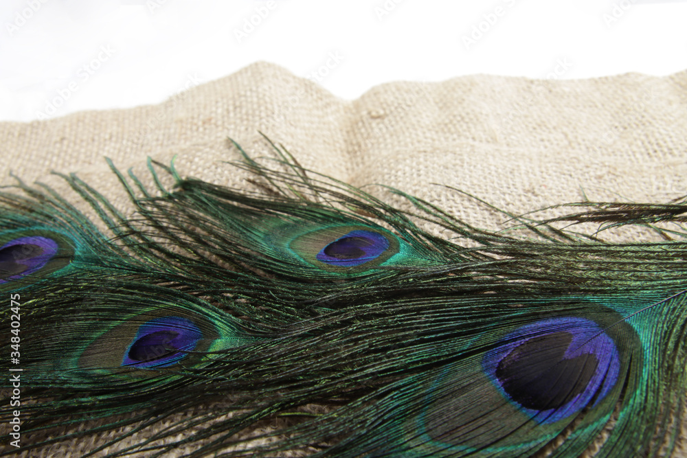 Fototapeta premium Picture of peacock's (male peafowl) feather that have an unique eyes shape pattern 