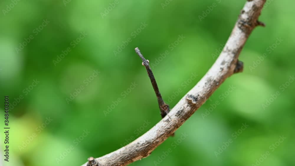 Praying Mantis, Phyllothelys sp.; a very tiny Mantis on a twig looking straight while vibrating its antennae and suddenly looks down as a real slapstick. Praying Mantis, Phyllothelys sp.; a very tiny Mantis on a twig looking straight while vibrating its antennae and suddenly looks down as a real slapstick.