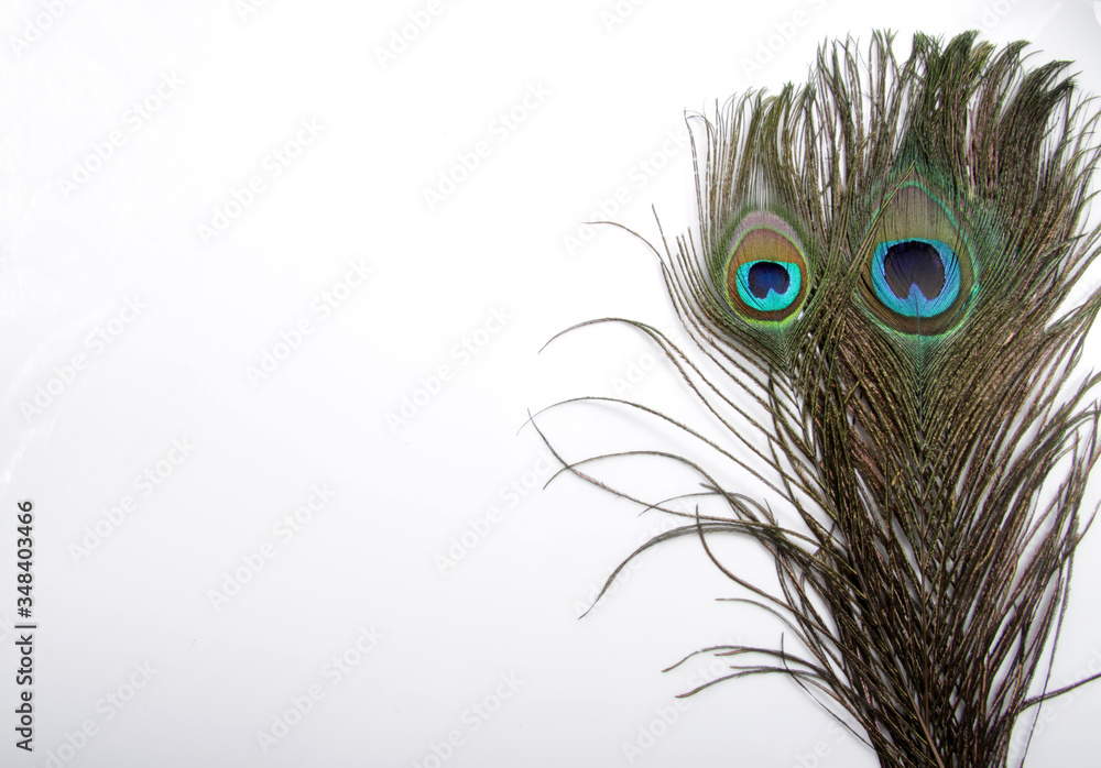 Obraz premium Picture of peacock's (male peafowl) feather that have an unique eyes shape pattern