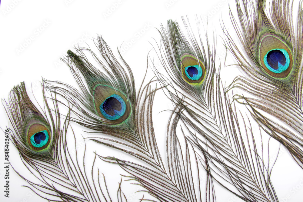 Fototapeta premium Picture of peacock's (male peafowl) feather that have an unique eyes shape pattern 