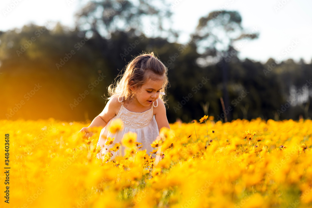 Fototapeta premium Little toddler girl in a white dress picking flowers in a black eye Susan flower field. Child in a flower meadow at sunset with yellow flowers. 