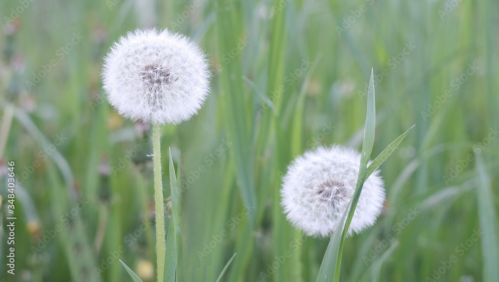 dandelion on a background of green grass dandelion on a background of green grass