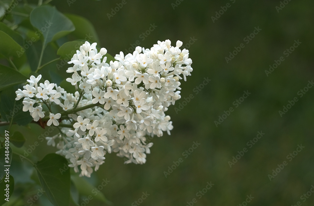 blooming white lilac brushes, spring blooming white lilac brushes, spring