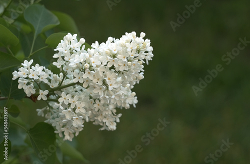 blooming white lilac brushes  spring