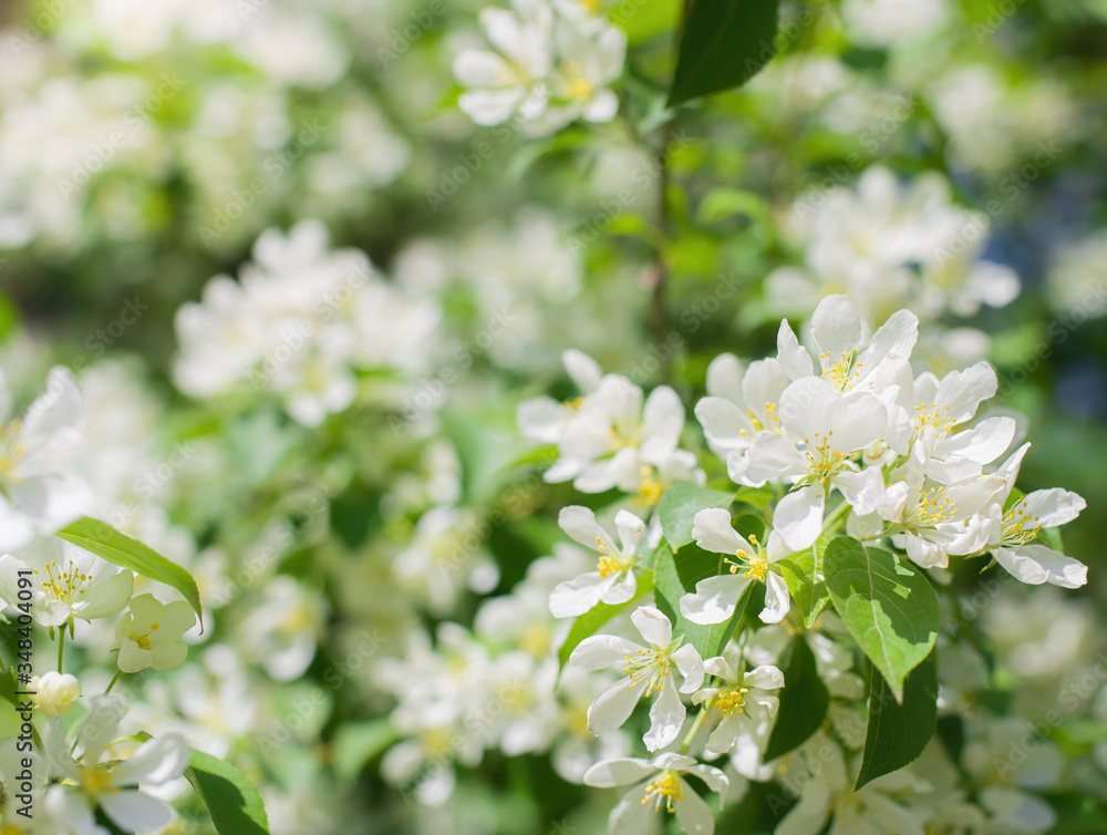 Branch of a blossoming apple tree Branch of a blossoming apple tree
