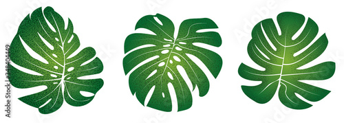 Monstera Swiss Cheese Leaf Set Illustration