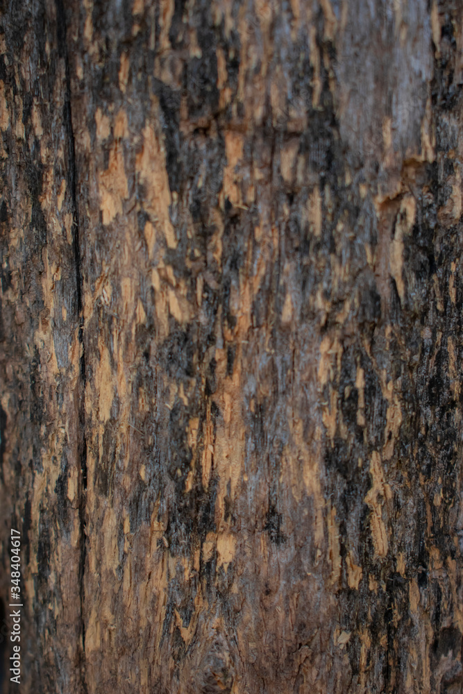 Textura de árbol Textura de árbol