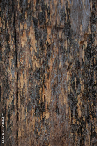 Textura de árbol  © Bianca