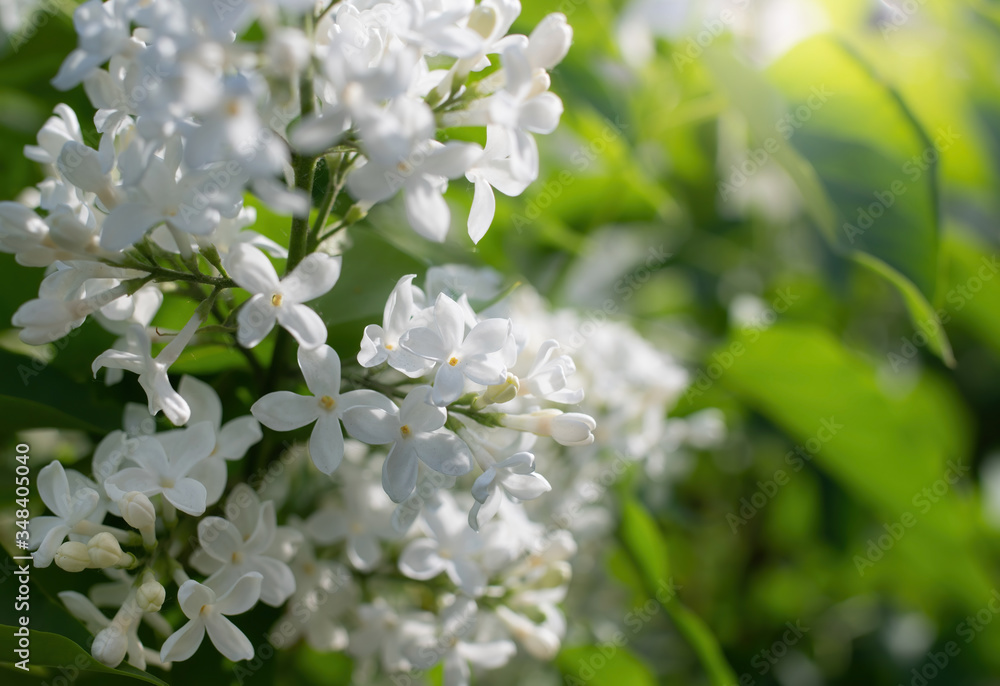 Branch of blossoming white lilac in the garden. Branch of blossoming white lilac in the garden.