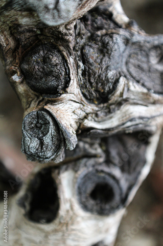 tree knot close up