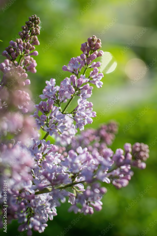 Branch of blossoming lilac on a sunny day Branch of blossoming lilac on a sunny day