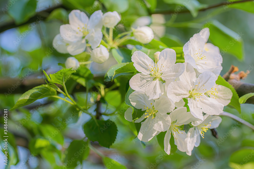 Branch of a blossoming apple tree Branch of a blossoming apple tree