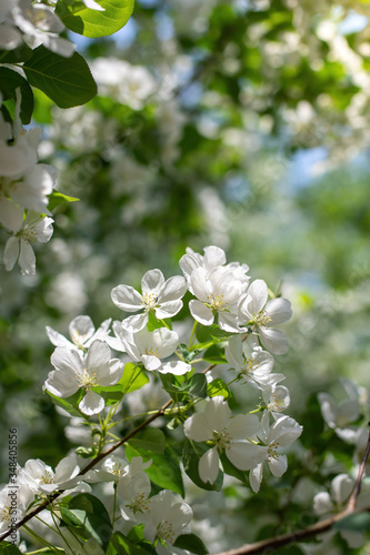 Branch of a blossoming apple tree