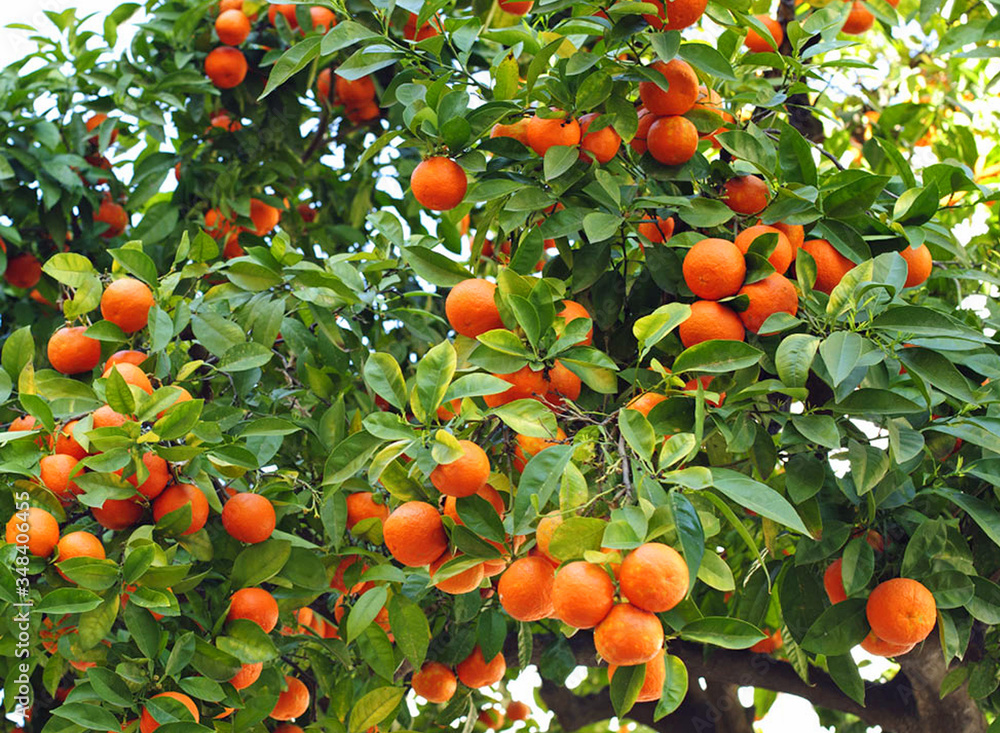 Oranger avec fruits