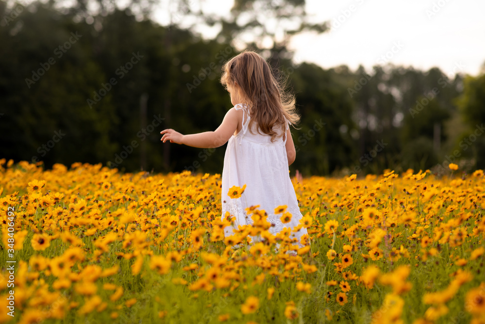 Little toddler girl in a white dress walking and picking flowers in a black eye Susan flower field. Child in a flower meadow at sunset with yellow flowers. Little toddler girl in a white dress walking and picking flowers in a black eye Susan flower field. Child in a flower meadow at sunset with yellow flowers.
