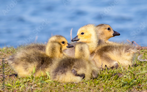 Goslings are enjoying springtime on green grass © Yan