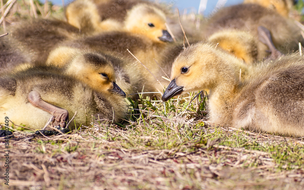 Goslings are enjoying springtime on green grass Goslings are enjoying springtime on green grass