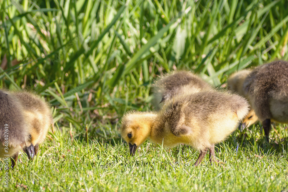 Goslings are enjoying springtime on green grass Goslings are enjoying springtime on green grass