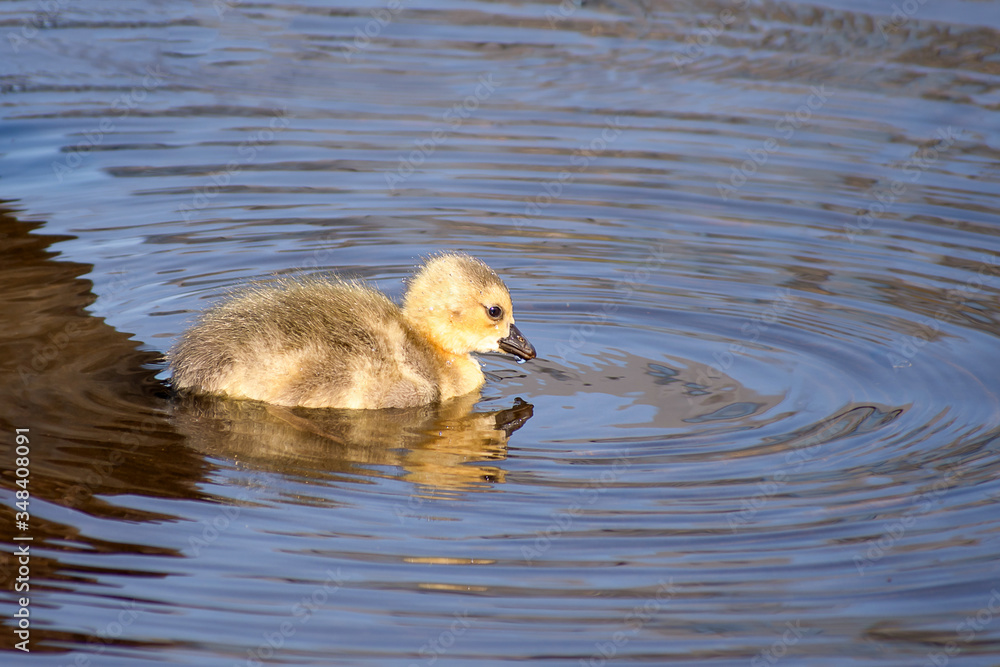 Goslings are enjoying springtime on green grass Goslings are enjoying springtime on green grass