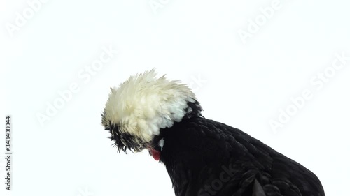 White Crested Black Polish Chicken at white background in studio. Close up photo