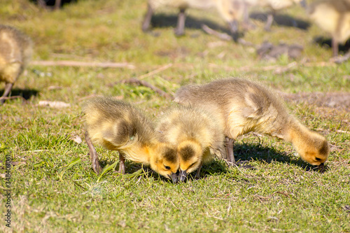 Wallpaper Mural Goslings are enjoying springtime on green grass Torontodigital.ca