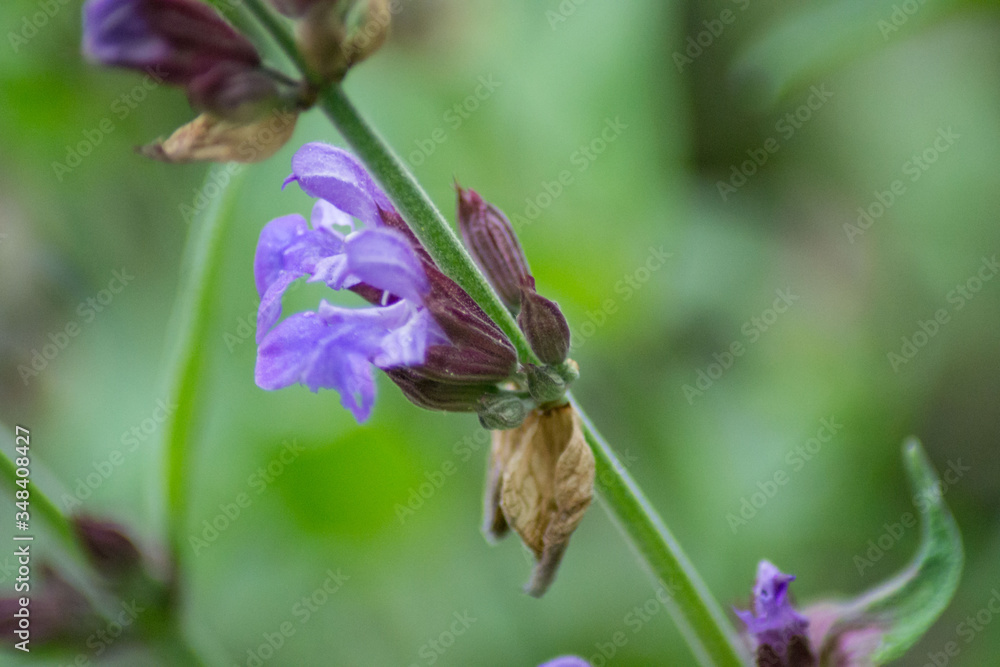 Sage or Salvia officinalis in the garden, blue flower blooming in the spring, nature outdoors, herbal plant for tea, selective focus Sage or Salvia officinalis in the garden, blue flower blooming in the spring, nature outdoors, herbal plant for tea, selective focus